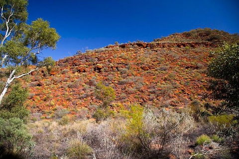 Palm Valley 4WD Tour From Alice Springs - Accommodation Rockhampton 7
