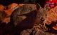 Alice Springs Desert Park Nocturnal Tour - thumb 2