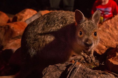 Alice Springs Desert Park Nocturnal Tour - Accommodation Rockhampton 2