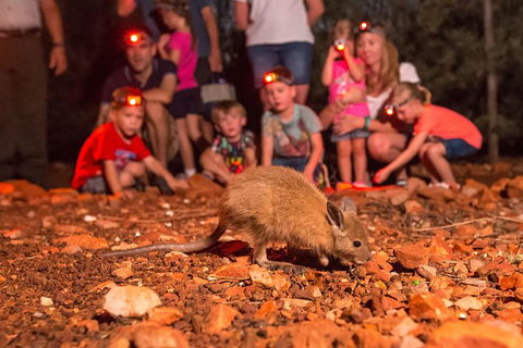 Alice Springs Desert Park Nocturnal Tour - Accommodation Rockhampton 7