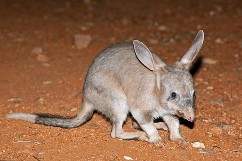 Alice Springs Desert Park Nocturnal Tour - Accommodation Rockhampton 4