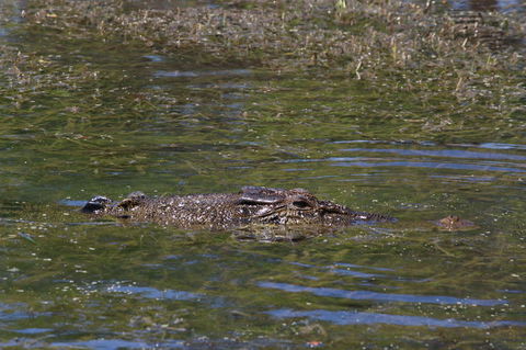 Kakadu, Nourlangie And Yellow Waters Tour From Darwin - Accommodation Rockhampton 16