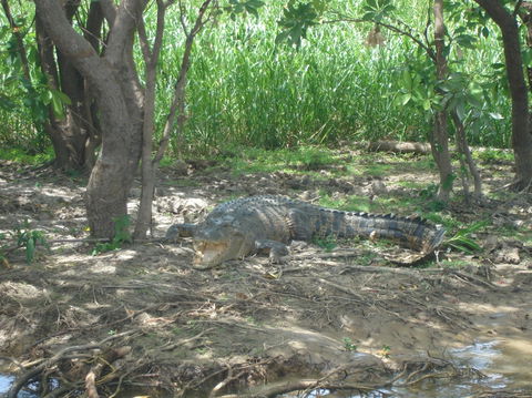 Kakadu, Nourlangie And Yellow Waters Tour From Darwin - Accommodation Rockhampton 21