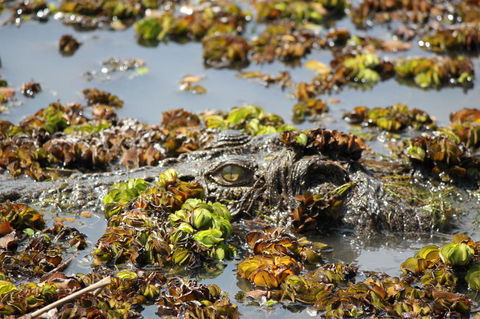 Kakadu, Nourlangie And Yellow Waters Tour From Darwin - Accommodation Rockhampton 17