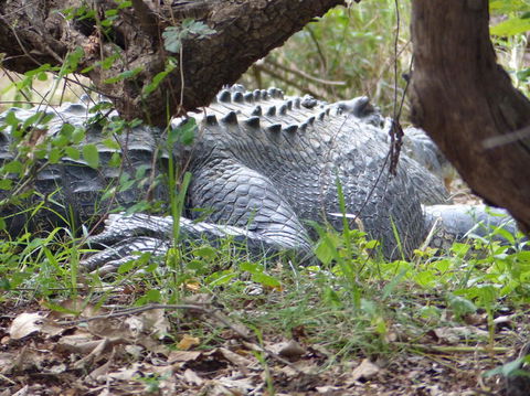 Kakadu, Nourlangie And Yellow Waters Tour From Darwin - Accommodation Rockhampton 13