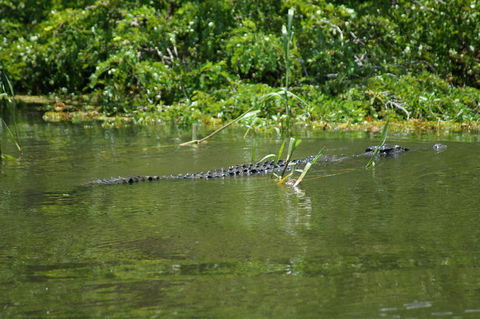 Kakadu, Nourlangie And Yellow Waters Tour From Darwin - Accommodation Rockhampton 4