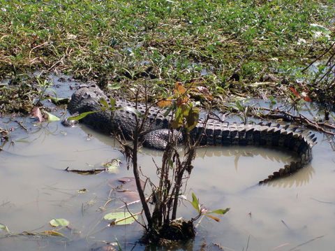 Kakadu, Nourlangie And Yellow Waters Tour From Darwin - Accommodation Rockhampton 19