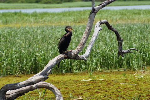 Kakadu, Nourlangie And Yellow Waters Tour From Darwin - Accommodation Rockhampton 2
