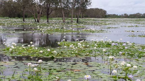 Kakadu, Nourlangie And Yellow Waters Tour From Darwin - Accommodation Rockhampton 12