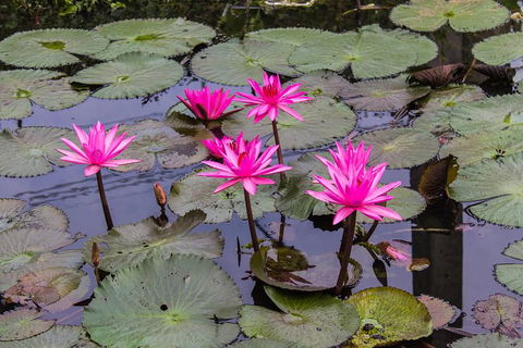 Kakadu, Nourlangie And Yellow Waters Tour From Darwin - Accommodation Rockhampton 37
