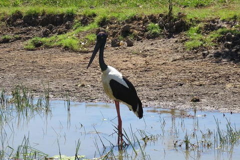 Darwin To Kakadu Day Trip By Air Including Yellow Water Cruise - Accommodation Rockhampton 12