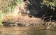 Nitmiluk (Katherine) Gorge 3.5-Hour Sunset Dinner Boat Tour - thumb 4
