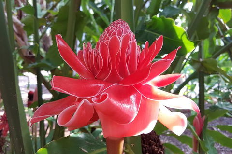 Walk The Darwin Botanic Gardens - Accommodation Rockhampton 5