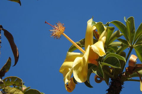 Walk The Darwin Botanic Gardens - Accommodation Rockhampton 6