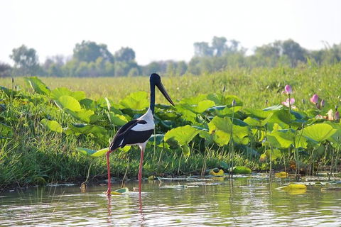 Mary River Wetlands Helicopter And Airboat Adventure From Darwin - Accommodation Rockhampton 4