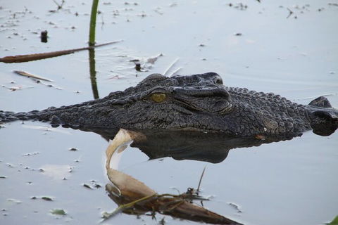 Darwin To Katherine Day Trip By Air Including Nitmiluk (Katherine) Gorge Cruise - Accommodation Rockhampton 3
