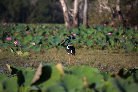 4:30pm Safari Cruise (1.5 Hours) - Accommodation Rockhampton 0