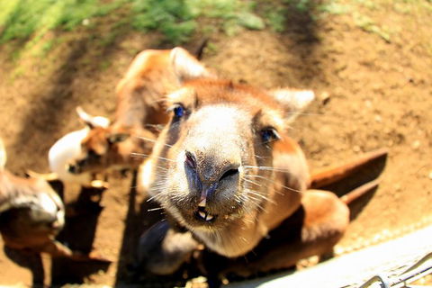 All-Inclusive Blue Mountains Day Trip With River Cruise - Accommodation Rockhampton 1