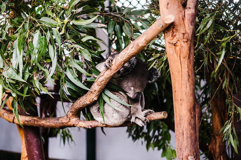 All-Inclusive Blue Mountains Day Trip With River Cruise - Accommodation Rockhampton 14