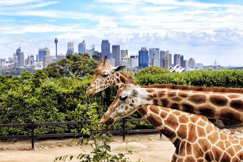 Go Sydney Explorer Pass With Hop-on Hop-Off Bus, Taronga Zoo And More - Accommodation Rockhampton 5