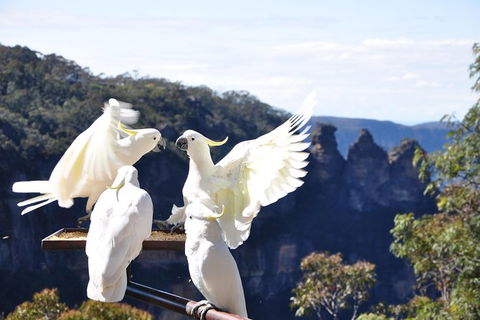 All-Inclusive Blue Mountains Tour In A Luxury Mercedes Sprinter - Accommodation Rockhampton 4