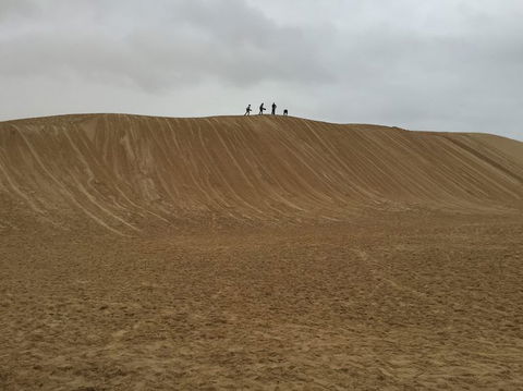 Port Stephens Day Tour With Dolphin Watching, Sandboarding & Australian Wildlife - Accommodation Rockhampton 13