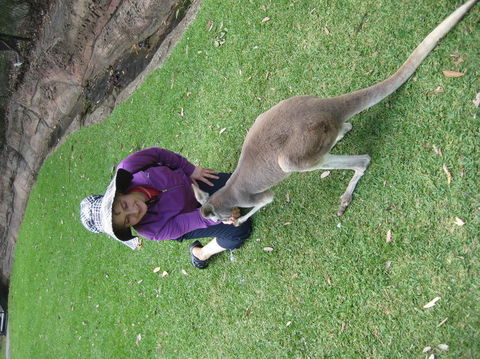 Port Stephens Day Tour With Dolphin Watching, Sandboarding & Australian Wildlife - Accommodation Rockhampton 20