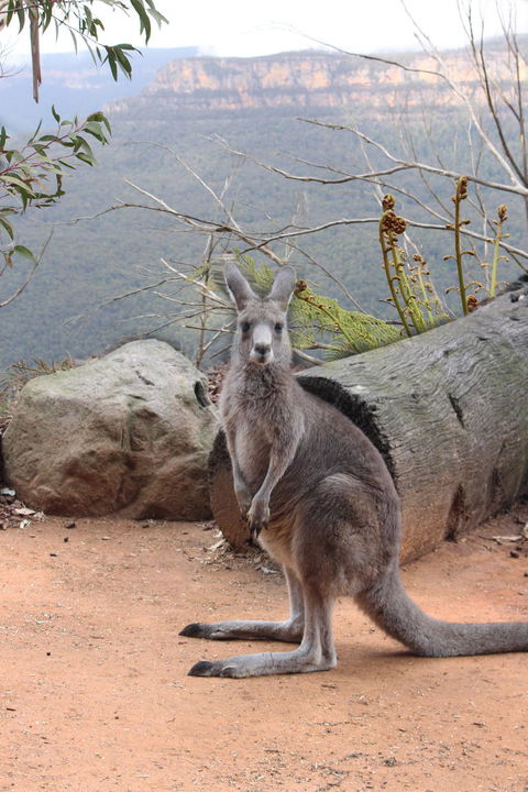 Blue Mountains Nature And Wildlife Day Tour From Sydney - Accommodation Rockhampton 10