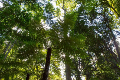 Blue Mountains Nature And Wildlife Day Tour From Sydney - Accommodation Rockhampton 31