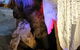 Jenolan Caves And Blue Mountains Tour From Sydney - thumb 6