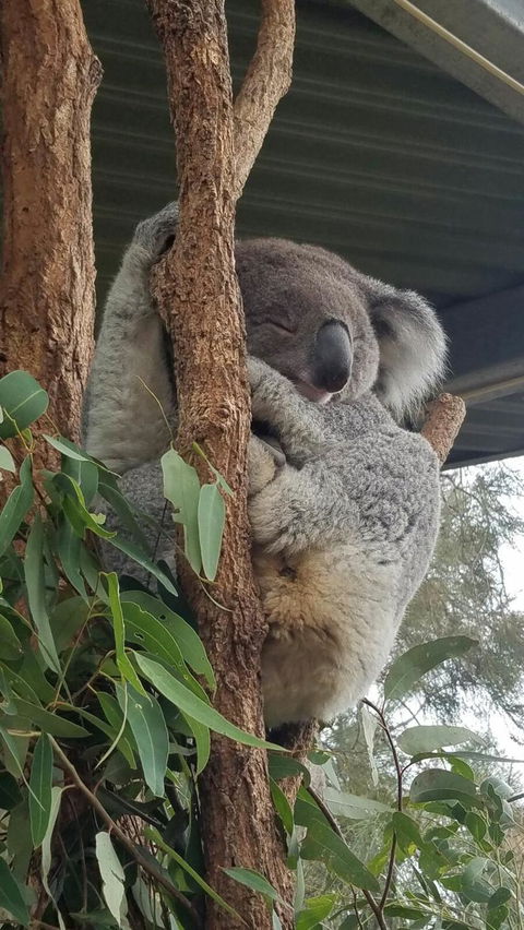 Sydney Taronga Zoo\'s Australian Animals Tour - Accommodation Rockhampton 5