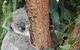 Sydney Taronga Zoo\'s Australian Animals Tour - thumb 2