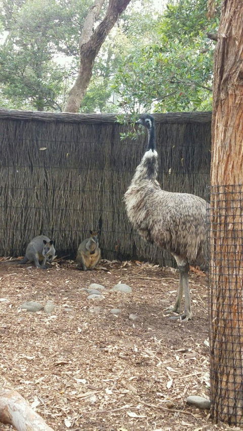 Sydney Taronga Zoo\'s Australian Animals Tour - Accommodation Rockhampton 3