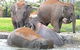 Sydney Taronga Zoo\'s Australian Animals Tour - thumb 1