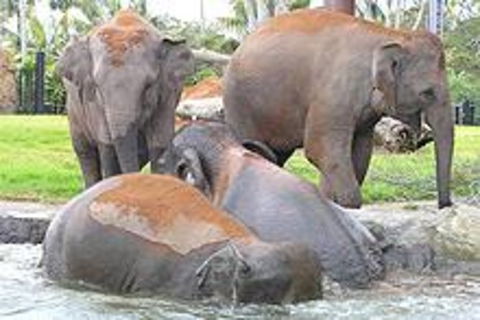 Sydney Taronga Zoo\'s Australian Animals Tour - Accommodation Rockhampton 1