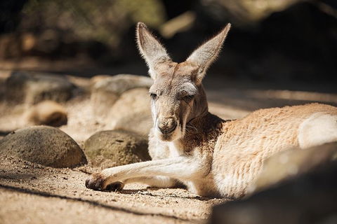 Sydney Taronga Zoo\'s Australian Animals Tour - Accommodation Rockhampton 11