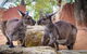 Sydney Attractions Pass: SEA LIFE Aquarium, Sydney Tower Eye, WILD LIFE Zoo And Madame Tussauds - thumb 1