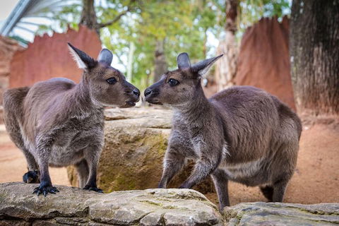 Sydney Attractions Pass: SEA LIFE Aquarium, Sydney Tower Eye, WILD LIFE Zoo And Madame Tussauds - Accommodation Rockhampton 1