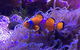 Sydney Attractions Pass: SEA LIFE Aquarium, Sydney Tower Eye, WILD LIFE Zoo And Madame Tussauds - thumb 3