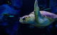 Sydney Attractions Pass: SEA LIFE Aquarium, Sydney Tower Eye, WILD LIFE Zoo And Madame Tussauds - thumb 7