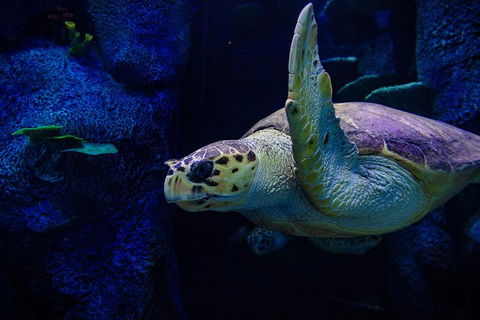 Sydney Attractions Pass: SEA LIFE Aquarium, Sydney Tower Eye, WILD LIFE Zoo And Madame Tussauds - Accommodation Rockhampton 7