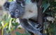 Sydney Attractions Pass: SEA LIFE Aquarium, Sydney Tower Eye, WILD LIFE Zoo And Madame Tussauds - thumb 11