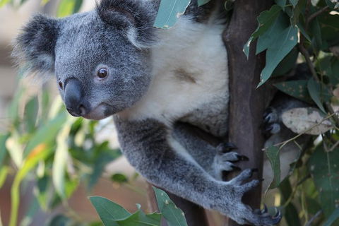 Sydney Attractions Pass: SEA LIFE Aquarium, Sydney Tower Eye, WILD LIFE Zoo And Madame Tussauds - Accommodation Rockhampton 11