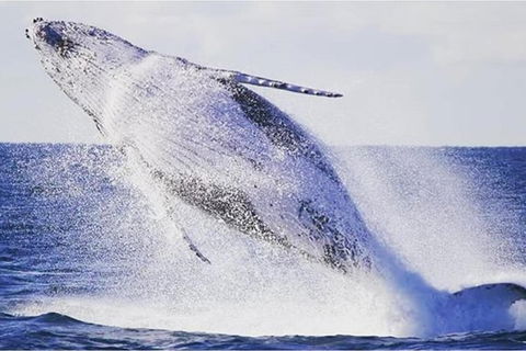 Whale Watching Sailing Experience In Sydney - Accommodation Rockhampton 0