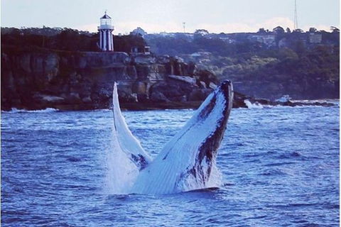 Whale Watching Sailing Experience In Sydney - Accommodation Rockhampton 6