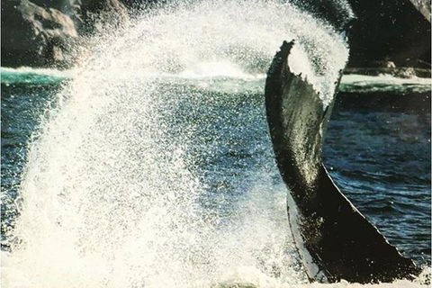 Whale Watching Sailing Experience In Sydney - Accommodation Rockhampton 4