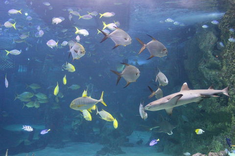 SEA LIFE Sydney Aquarium Entrance Ticket - Accommodation Rockhampton 9