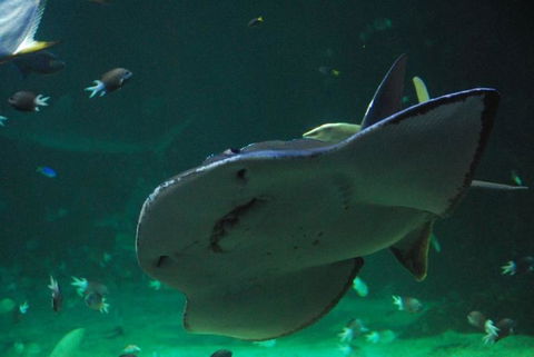 SEA LIFE Sydney Aquarium Entrance Ticket - Accommodation Rockhampton 20