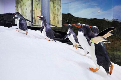 SEA LIFE Sydney Aquarium Entrance Ticket - Accommodation Rockhampton 32