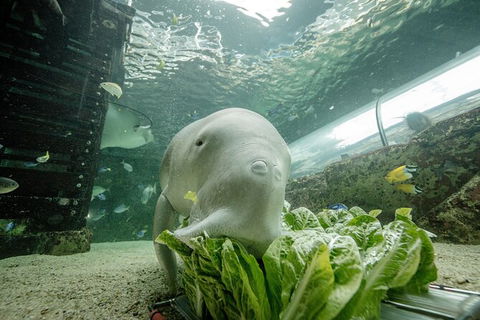 SEA LIFE Sydney Aquarium Entrance Ticket - Accommodation Rockhampton 34